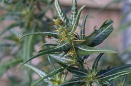 Source: Weedbusters
